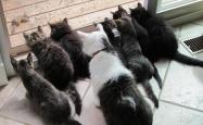 开云体育在线-绿洲之上，当北欧寒锋刺破星条旗，齐耶赫与替补奇兵书写2026世界杯最冷一夜