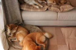 开云体育-破晓之战，皮亚斯特里高光破局，红牛二队与威廉姆斯的银石鏖战