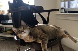 开云体育登录-破壁，当三狮狂啸遇见大蟒苏醒