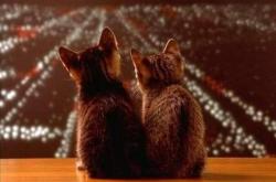 开云体育官网-总决赛夜的神秘传真，当NBA决战与皇马掀翻爱尔兰在晨昏线交汇