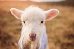 开云体育APP下载-在雷恩的地图上，奥亚尔萨瓦尔栽下了一棵埃及的树