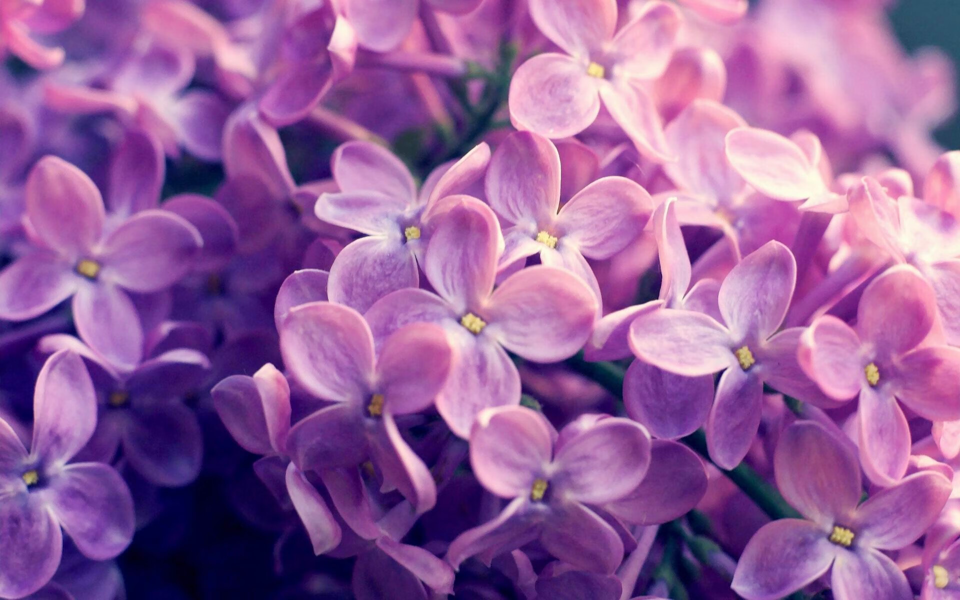 红土之王vs硬地谜题，兹维列夫在法网解锁了什么？