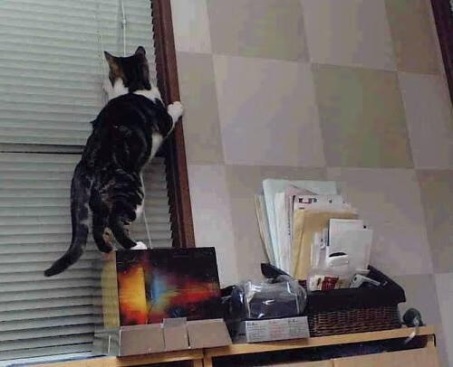 逆袭神话与龙之腾跃,哈斯一役双冠,周冠宇以世界级表现打破围场次元壁