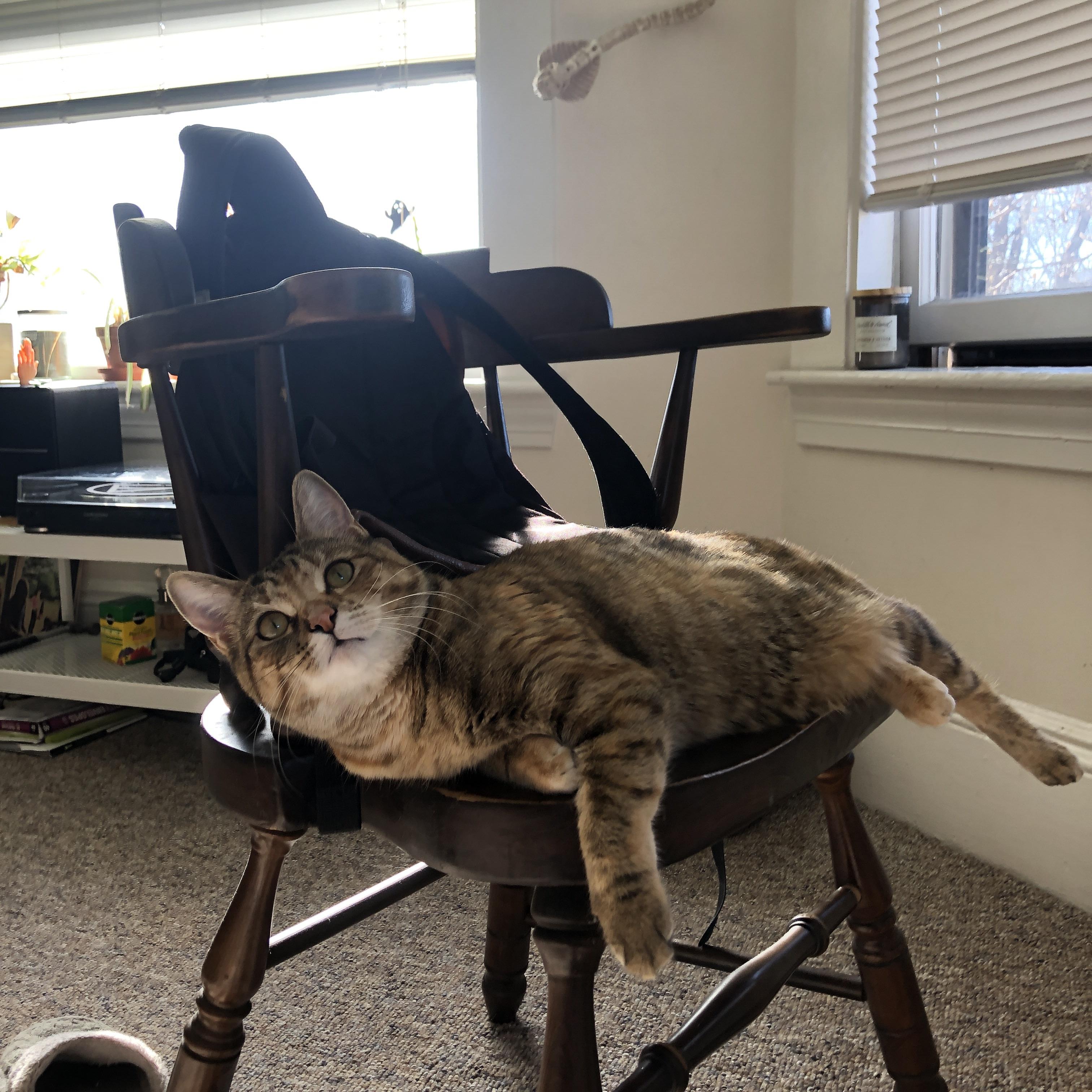 破壁,当三狮狂啸遇见大蟒苏醒