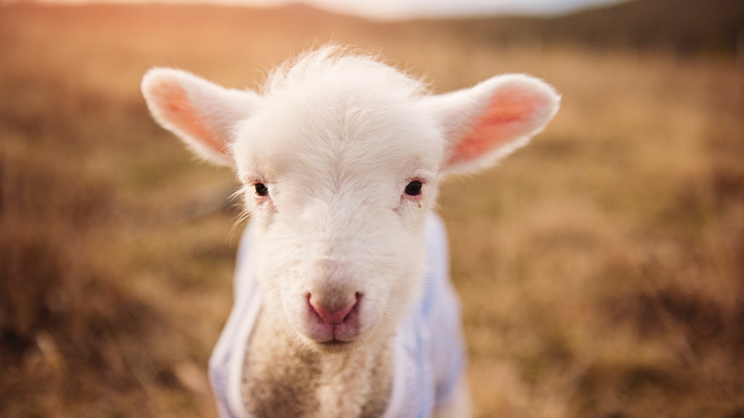 棋局上的压制与亮剑，波兰全盘掌控，皮克关键回合定乾坤