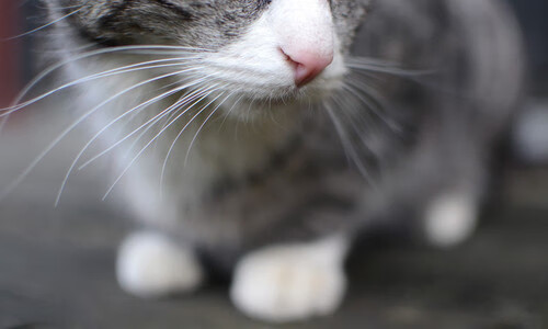 一己之力改变横扫定义,莫兰特如何从聚光灯外走到风暴中心