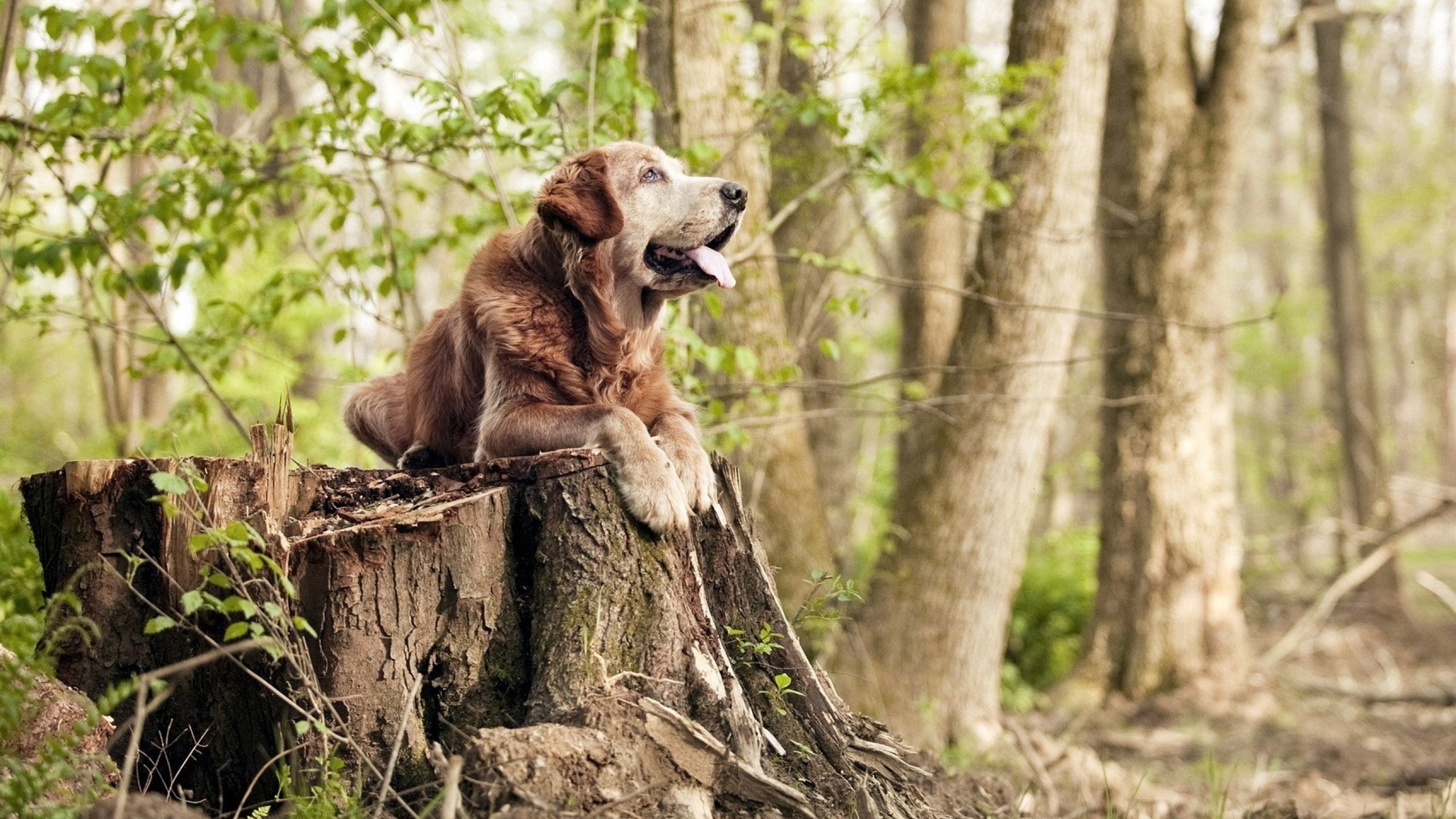 那道蓝色闪电，阿克如何在一个与别不同的世界杯之夜写下沉默的篇章