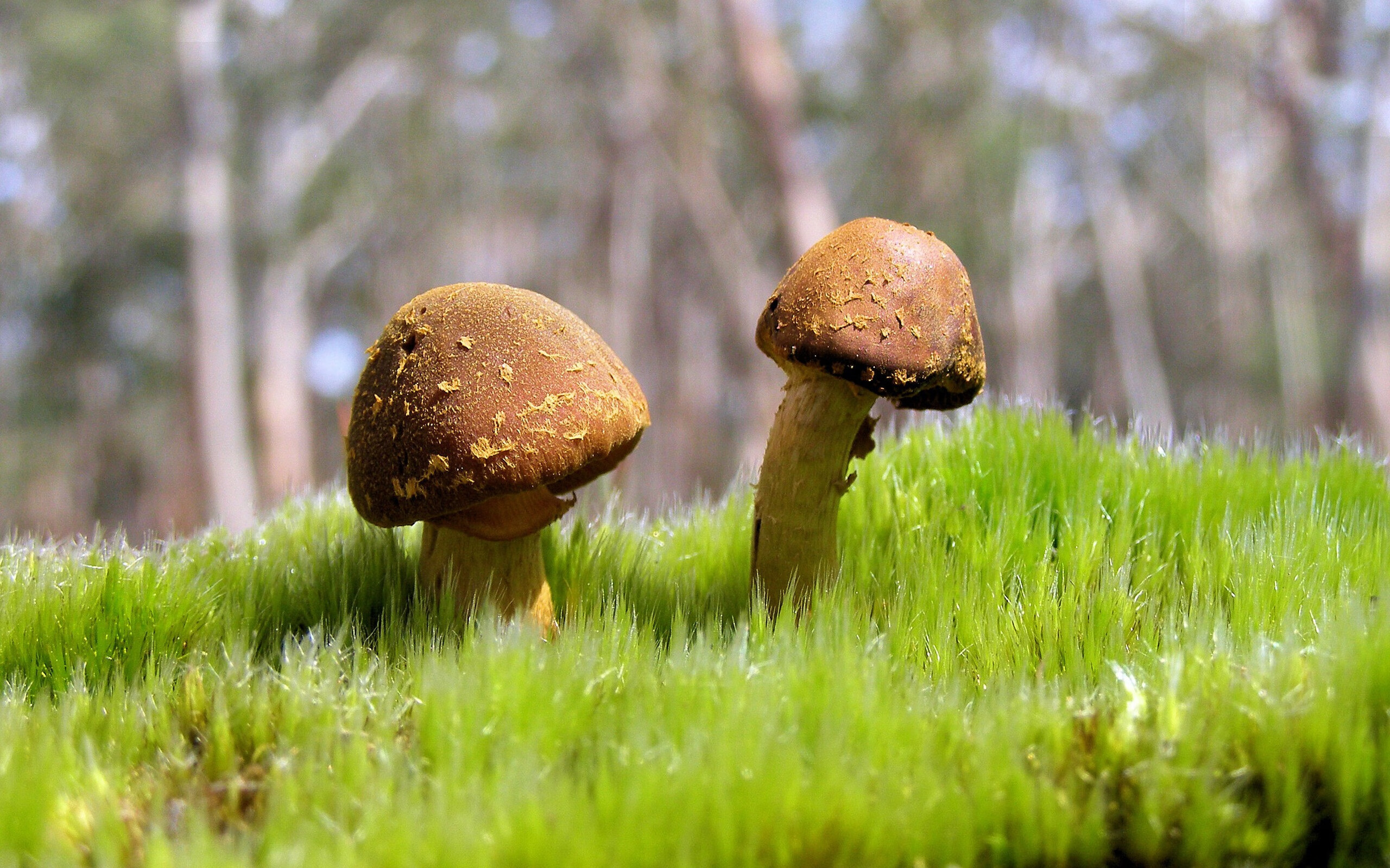 孤胆刺客与绿色铁壁，迪巴拉如何撕碎乌拉圭的蓝色防线