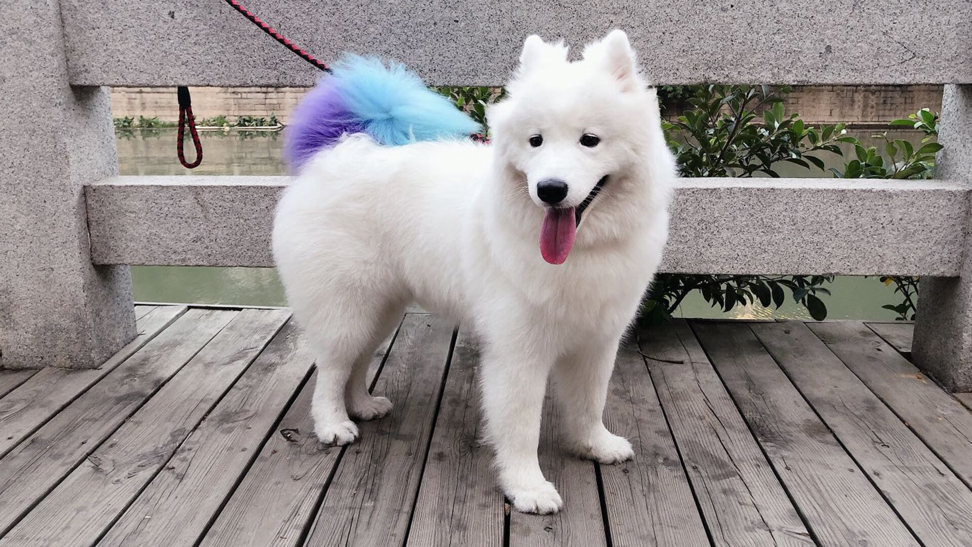 桑巴之心点燃利马风暴！若日尼奥灵魂附体，秘鲁宣言式强势击溃瑞士军刀