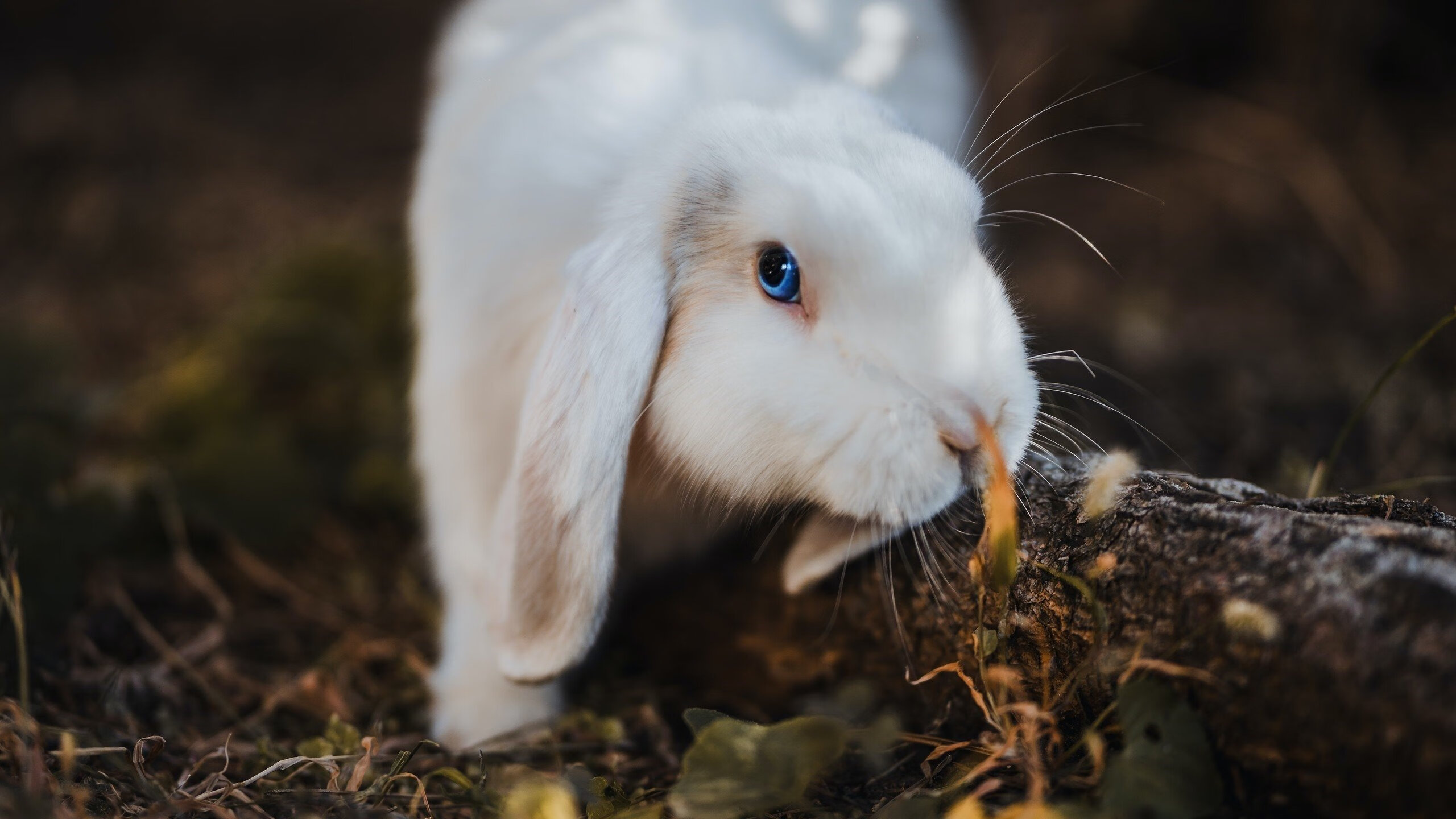 红白棱镜与黑星,一场被阿拉巴折射的独特较量