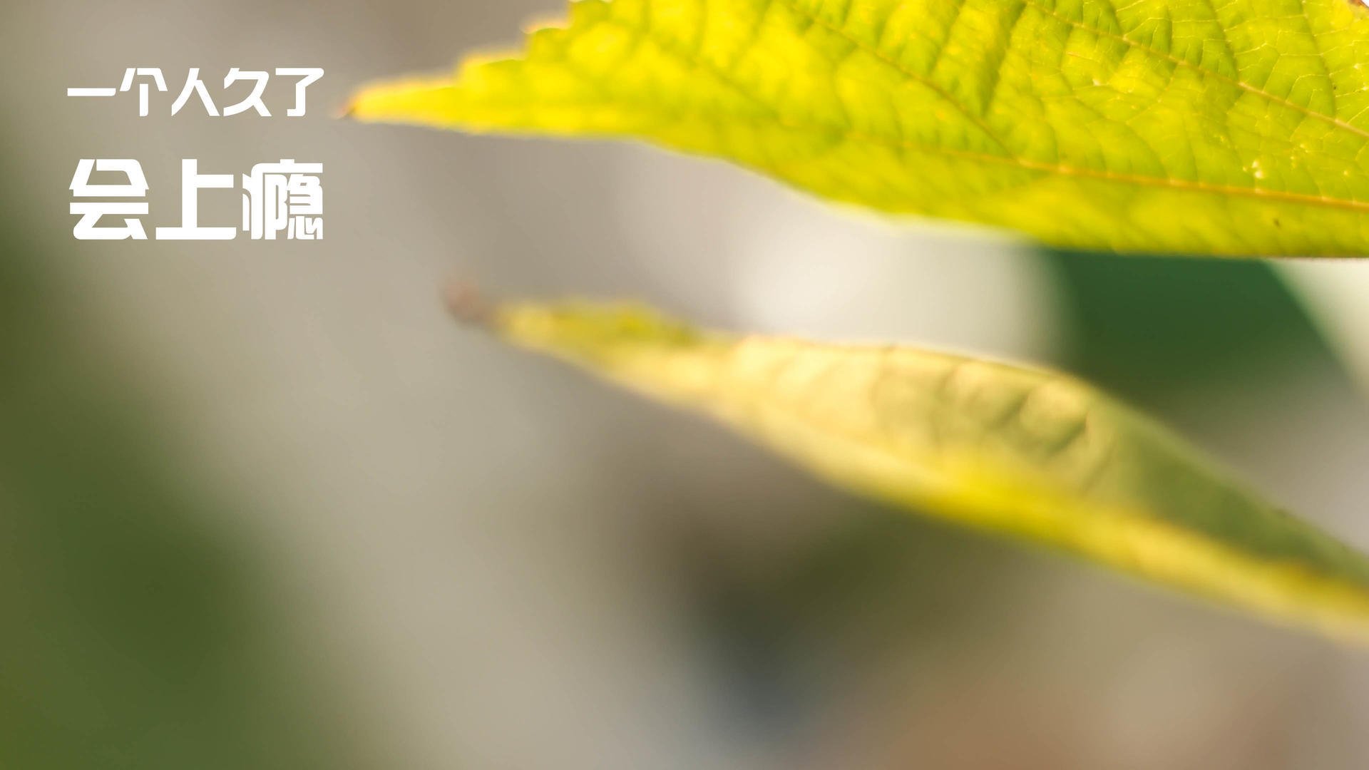 双线交织的竞技场,从1996公牛巅峰到2026世界杯接管者