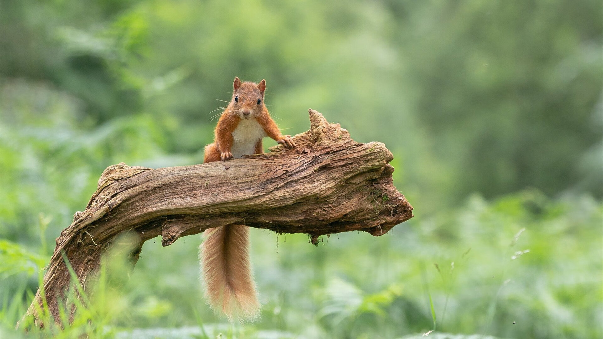 足球圣殿的钢铁洪流,当越位陷阱成为真正的战争迷雾