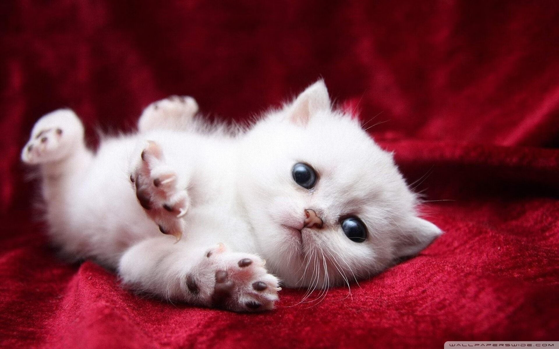 跨越大陆的火焰，当尼日利亚的奔放遇上墨西哥的绚烂，金玟哉如何点燃世界足球的夜空