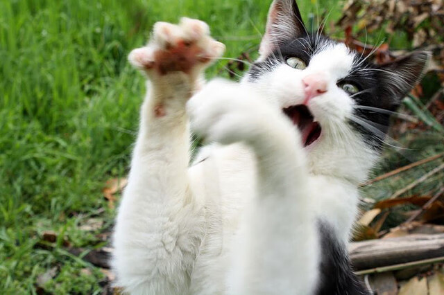 当巴林赛道硝烟散尽,金州勇士三分雨映照唯一性之夜