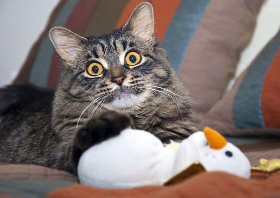 球场上的末节哲学,当富安健洋爆发遇见埃及带走美国