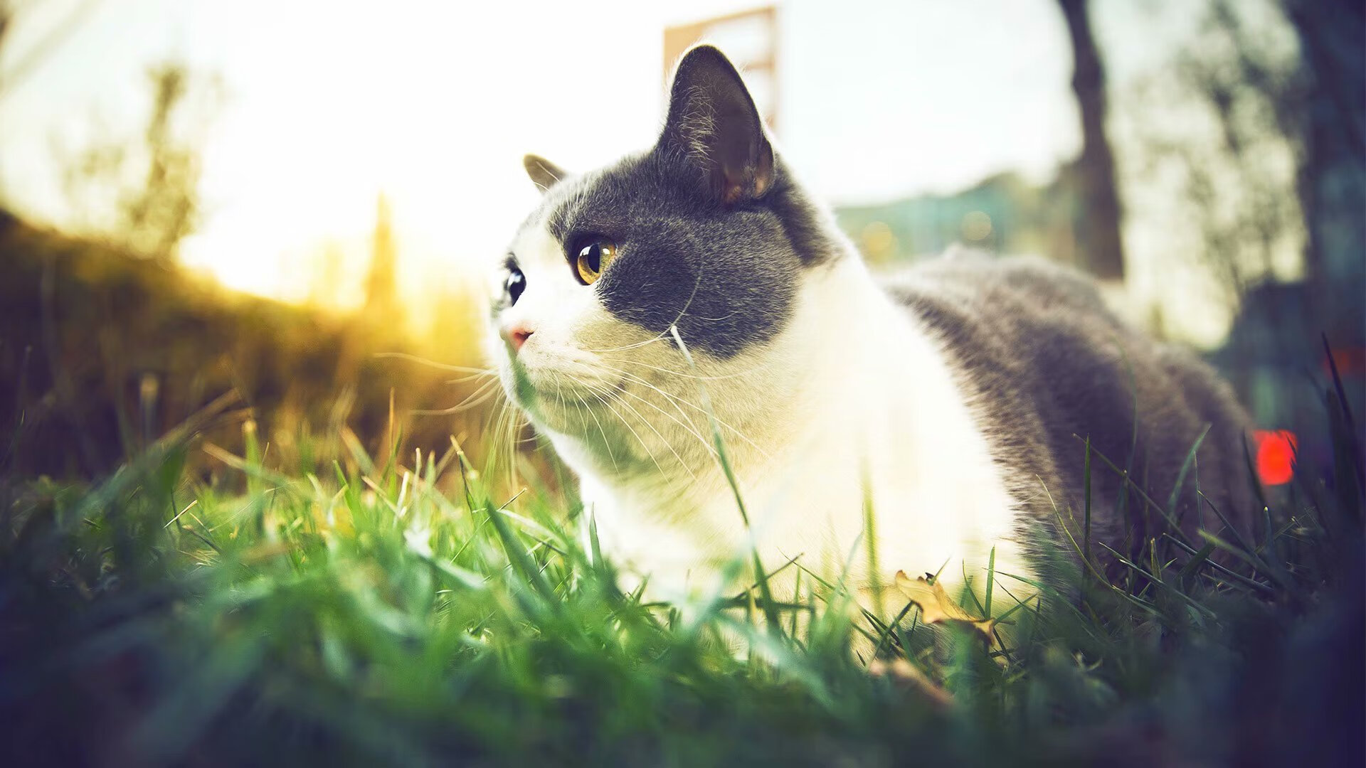 压力熔炉铸就唯一性，塔图姆在世界排名争夺战之夜的封神觉醒