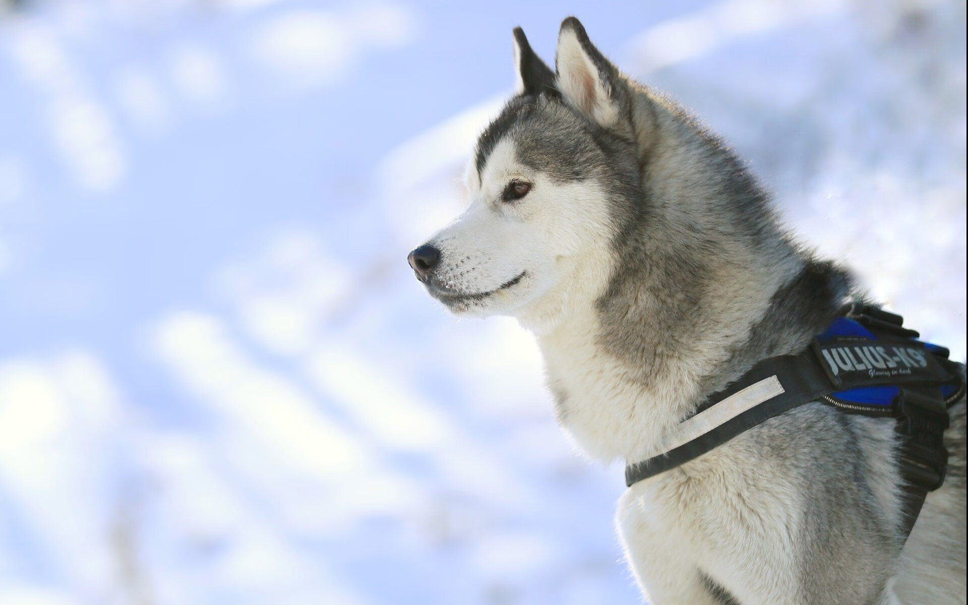 沙漠孤星与钢铁之师,2026世界杯H组,斯洛伐克逆转伊朗,拉什福德演绎孤胆英雄